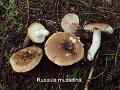 Russula mustelina-amf1645